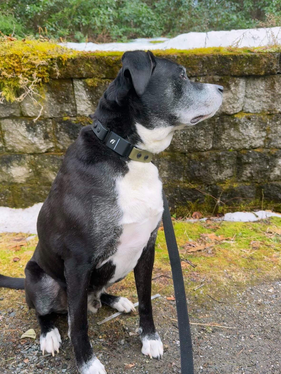 A black and white dog wearing an olive drab and black Fi compatible dog collar in front of a cement block wall.