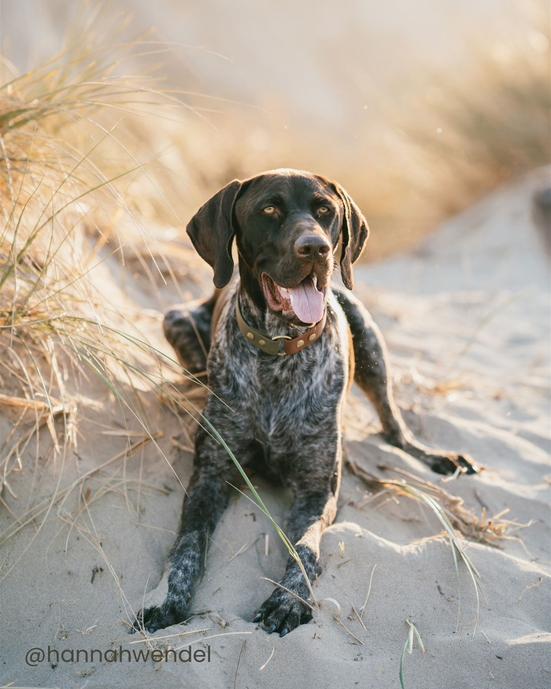 A dog laying in sand with his tongue out. There is tall yellow scrub around him. 