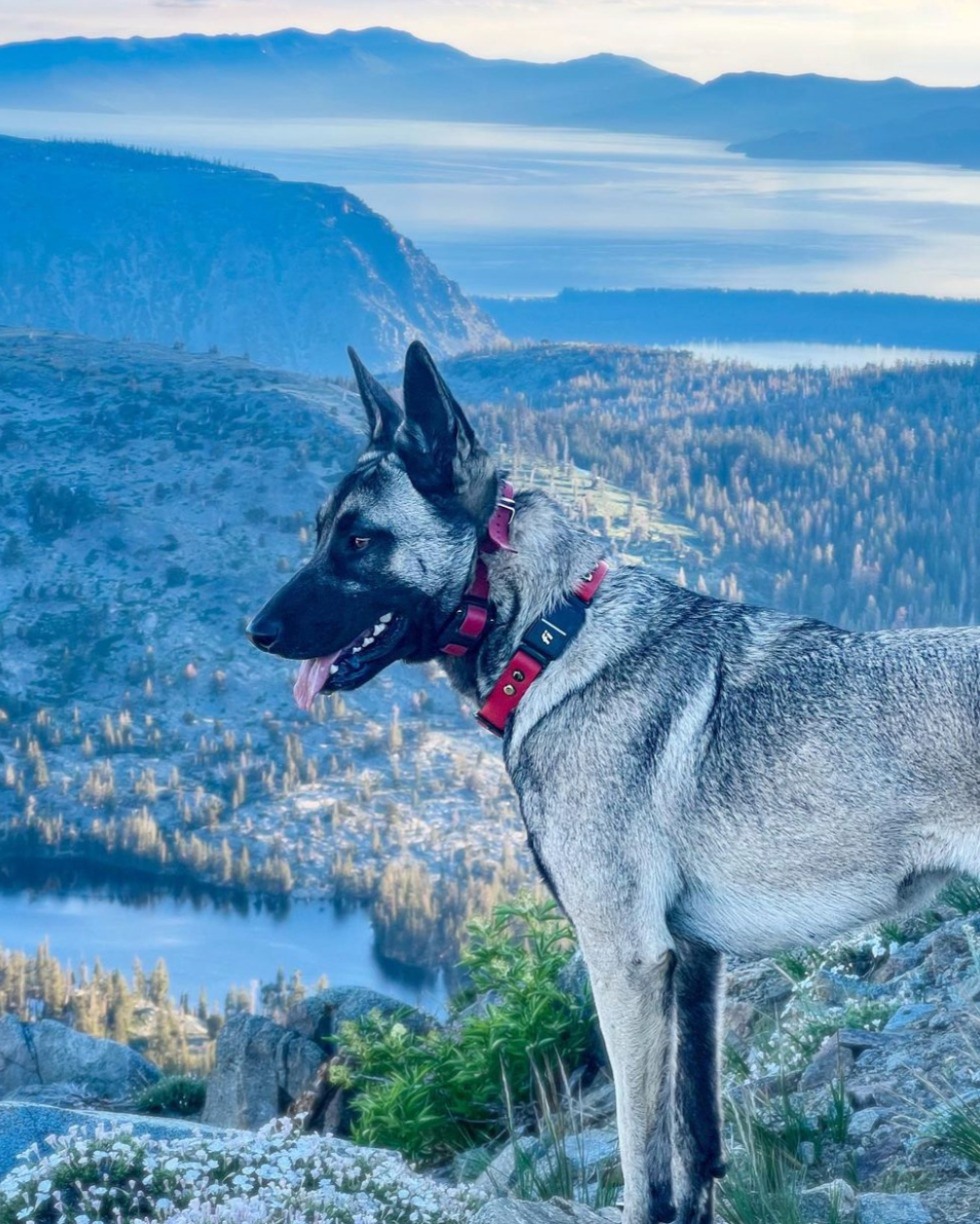 A German Shepherd on top of a mountain wearing a red Fi Collar