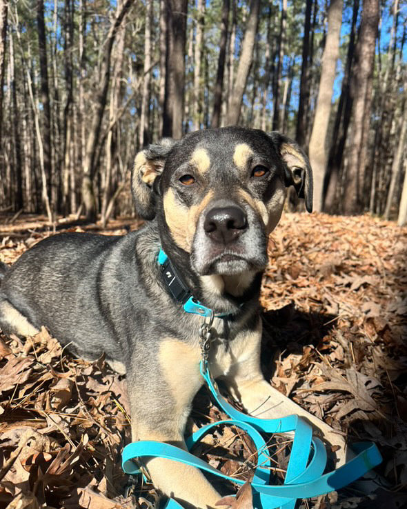 A black and brown dog laying in fallen leaves with a Glacier Blue Fi Compatible Dog Collar and matching leash on. There are trees behind the dog.