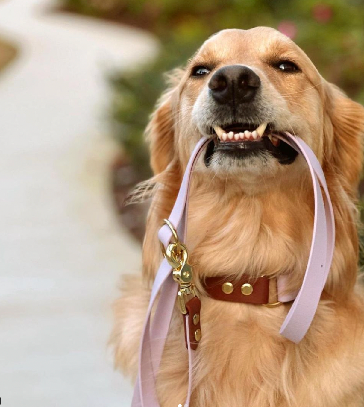 A golden retriever holding a lilac and brown BioThane leash in their mouth. 