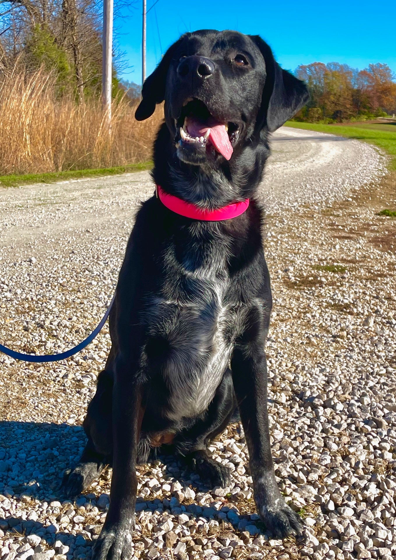 Happy black lab with pink BioThane collar on a gravel road