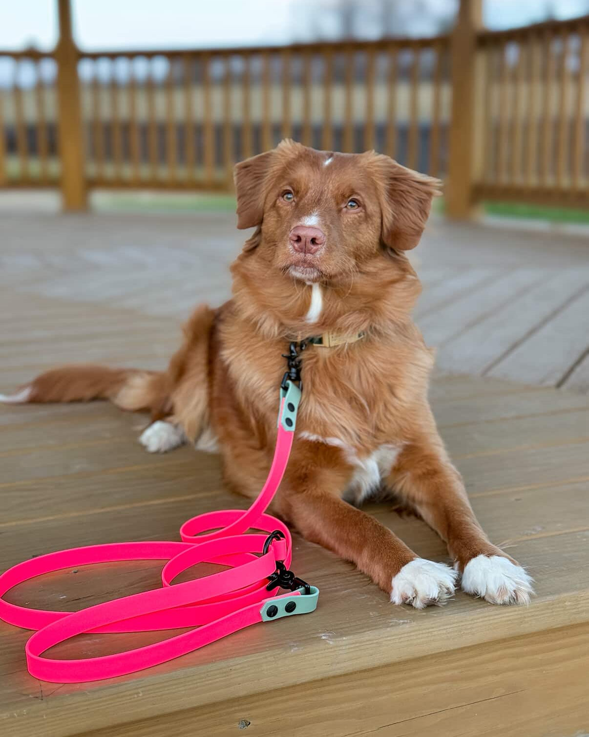 A brown dog on a wooden deck with a Hot Pink and Sage Green Two-Tone Multi-Way Leash