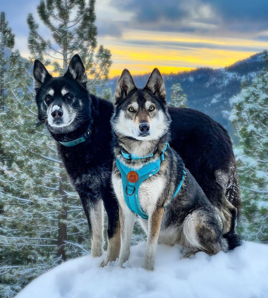 Two huskies staring towards the camera with light blue dog gear. Pine trees in the background and snow is on the ground.