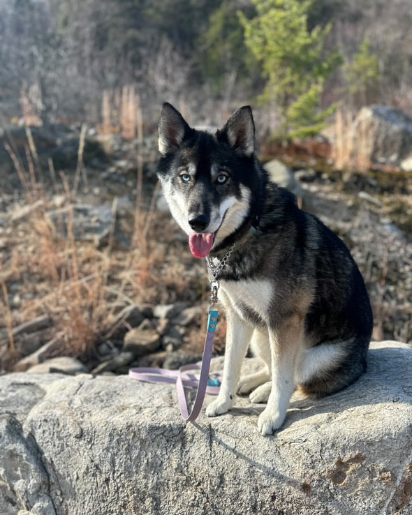 Husky dog sitting on a rock wall with an attached lilac and light blue leash and chain collar.