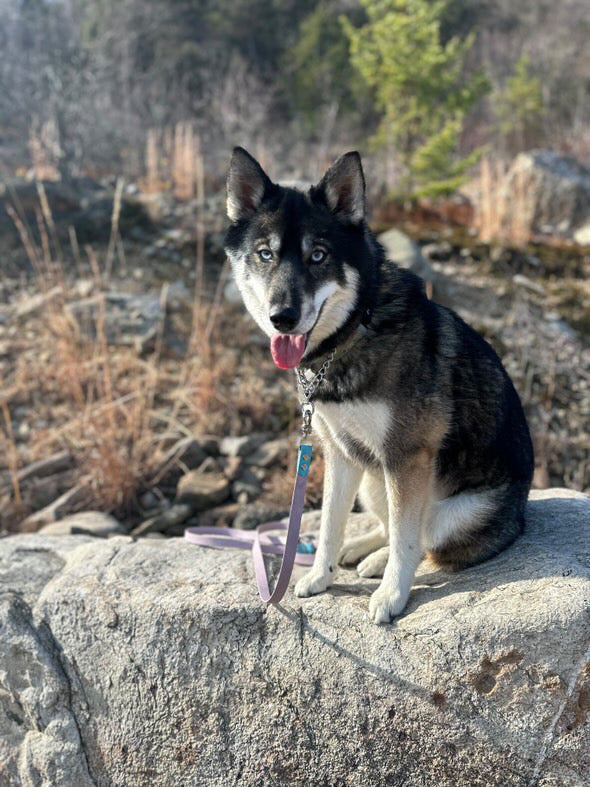 Husky dog sitting on a rock wall with an attached lilac and light blue leash and chain collar.