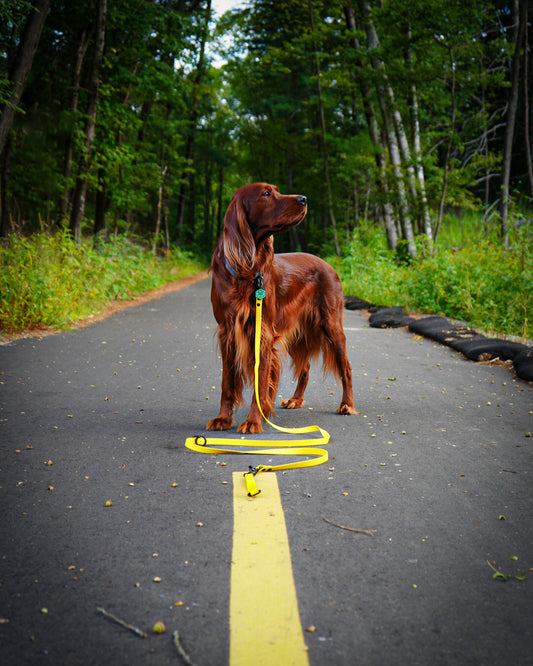 An Irish Setter dog with long hair standing in the middle of the road with dense foliage on both sides the road. The dog is brown, has long hair and is wearing a Sunshine Yellow Multi-Way Leash