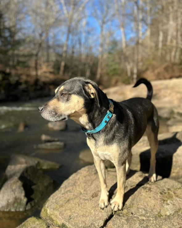 A black dog standing on a rock near a stream with a glacier blue Quick Release buckle collar made from BioThane.