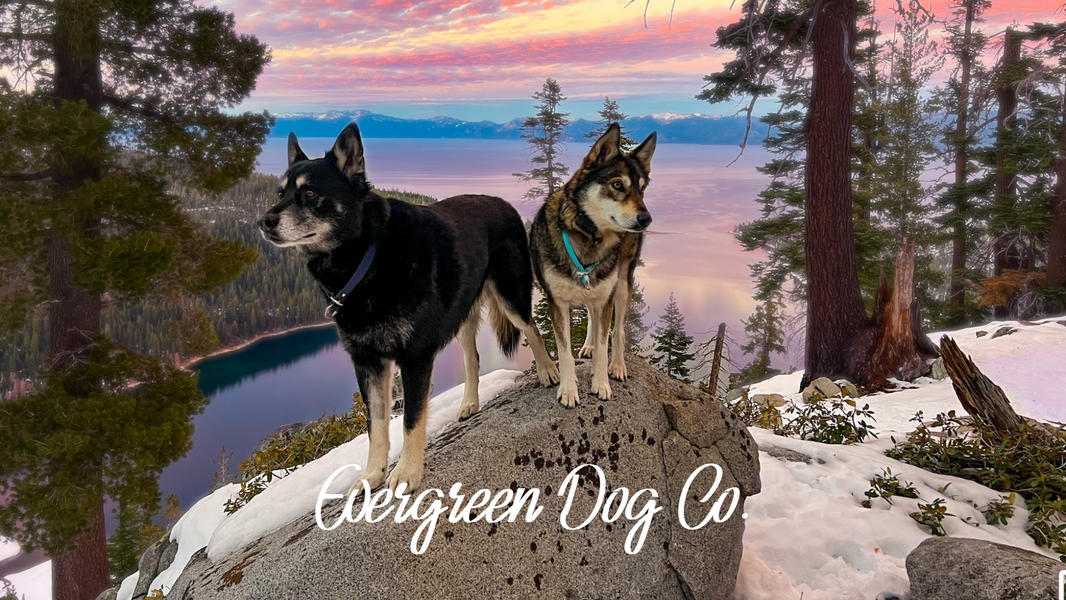 Two dogs standing on a rock with a scenic view and 'Evergreen Dog Co' branding.