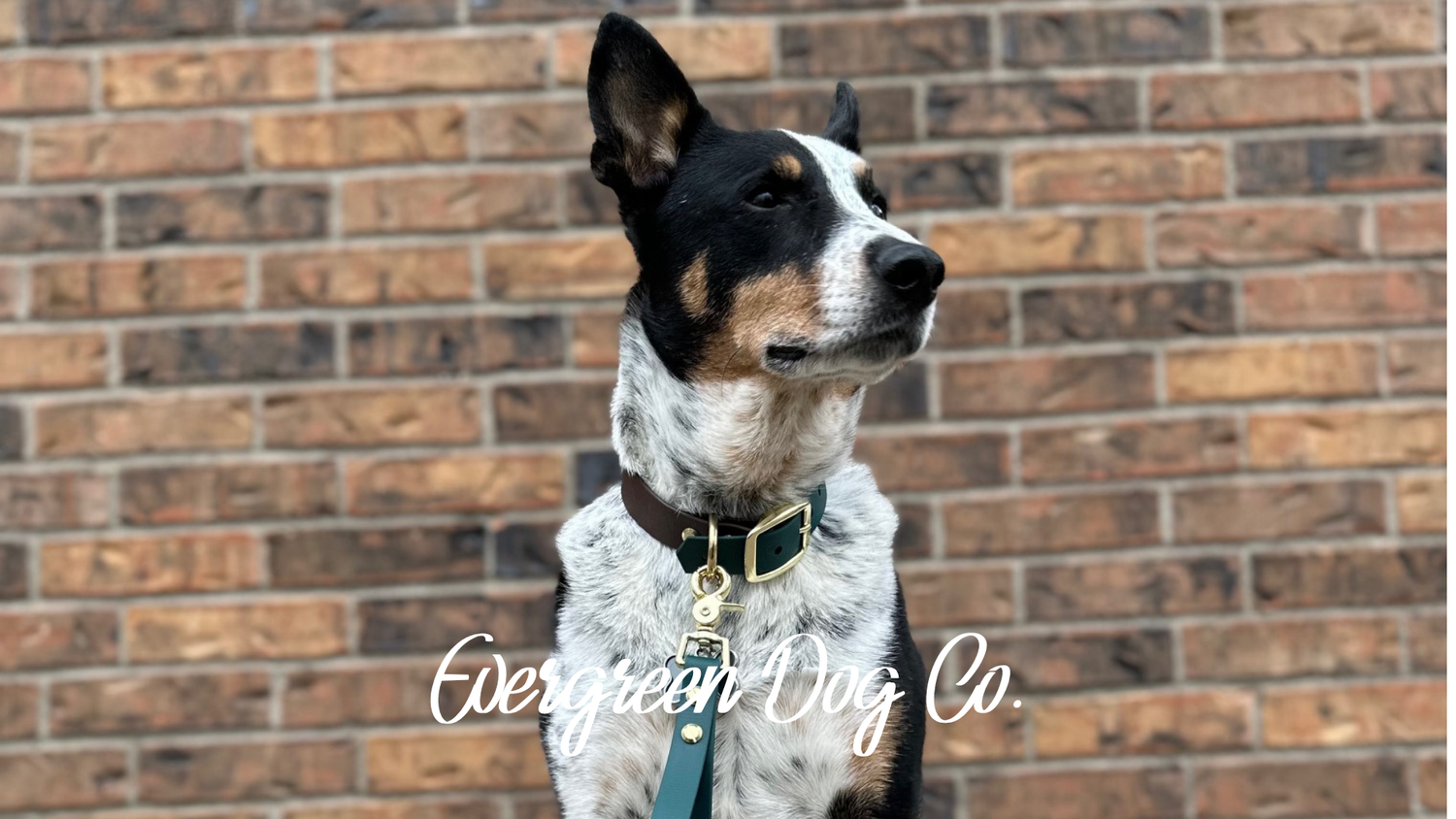 Dog standing in front of a brick wall with 'Evergreen Dog Co.' branding.