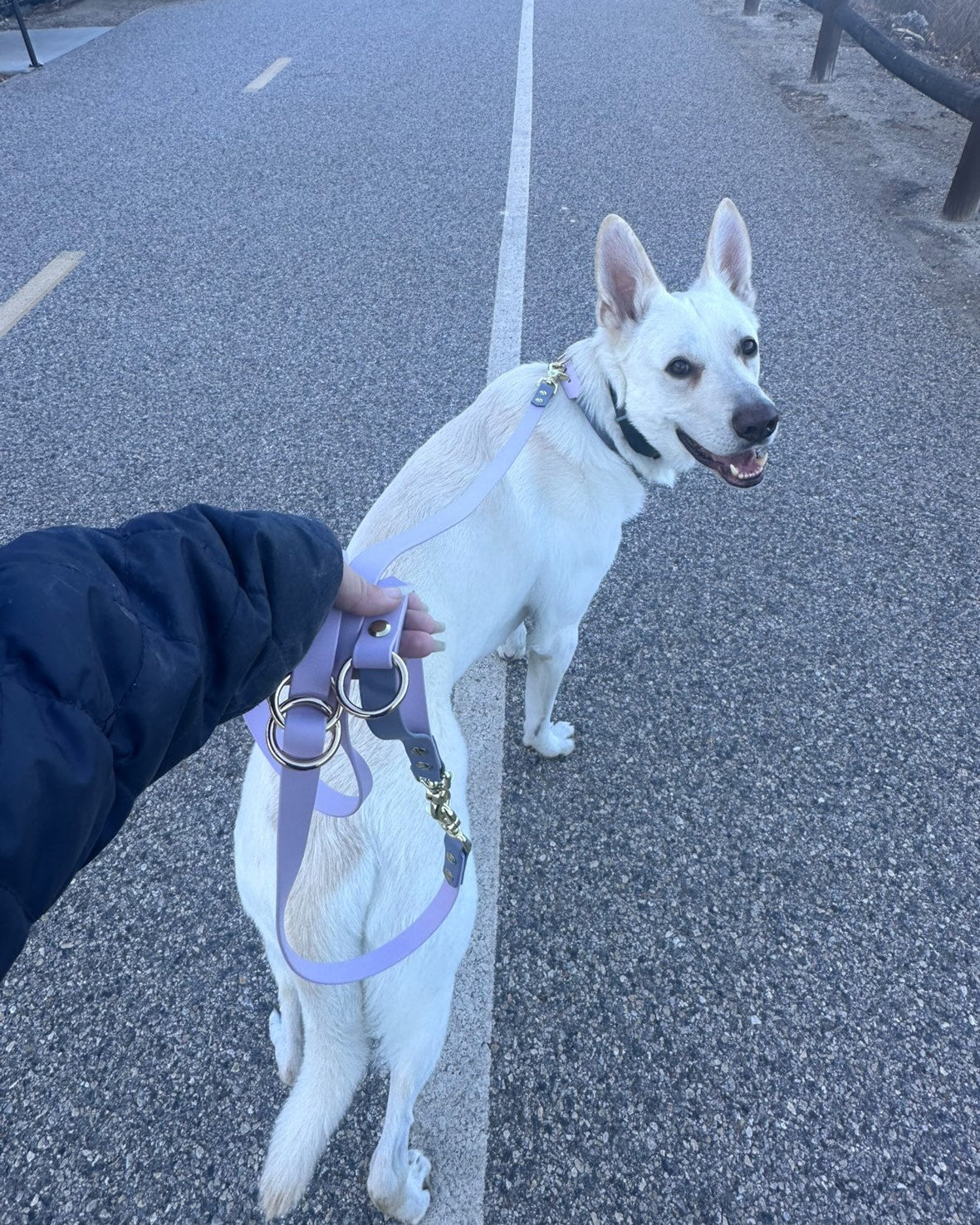 White dog on a road with their owner holding their two tone leash. The leash is lilac and stormy grey.