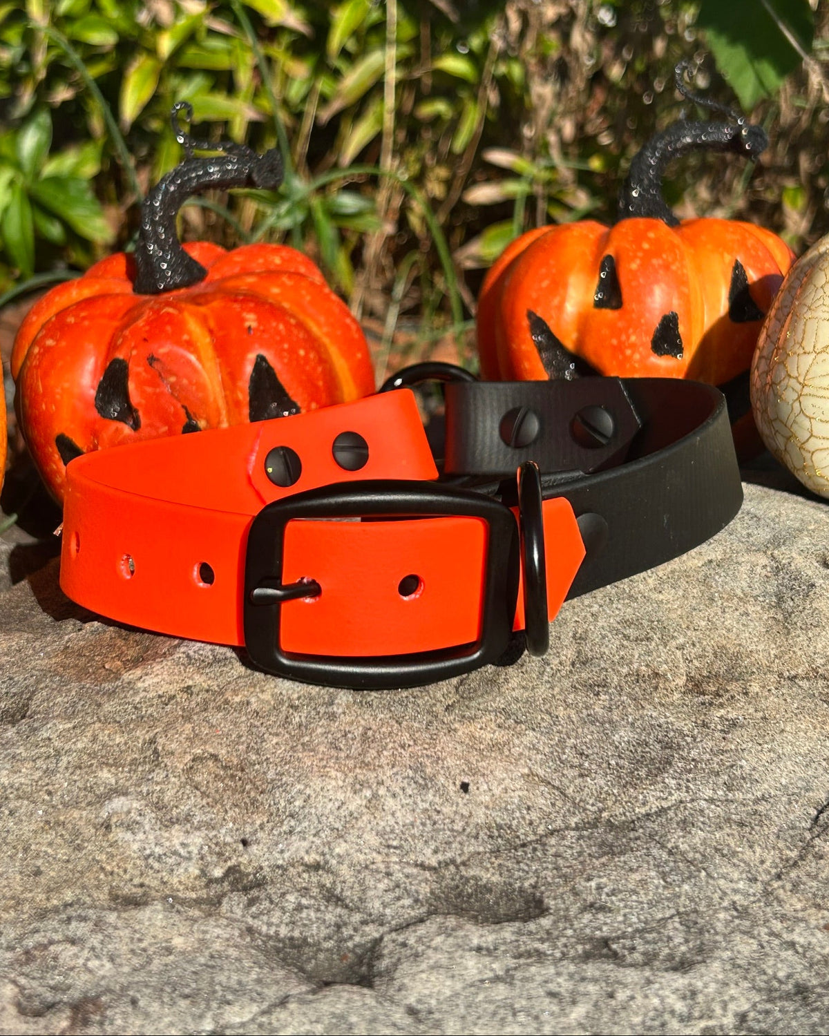 A two-tone dog collar sitting on a rock with decorative pumpkins behind it