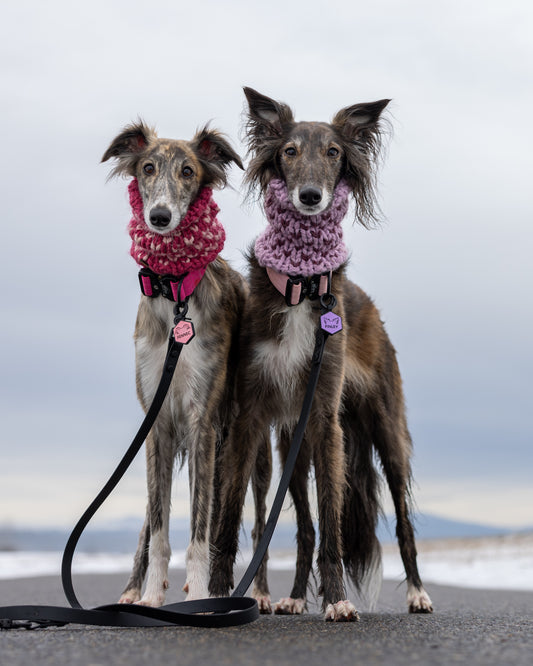 Two dogs staring at the camera with red and pink collars with a BioThane two-dog leash splitter attached to them.