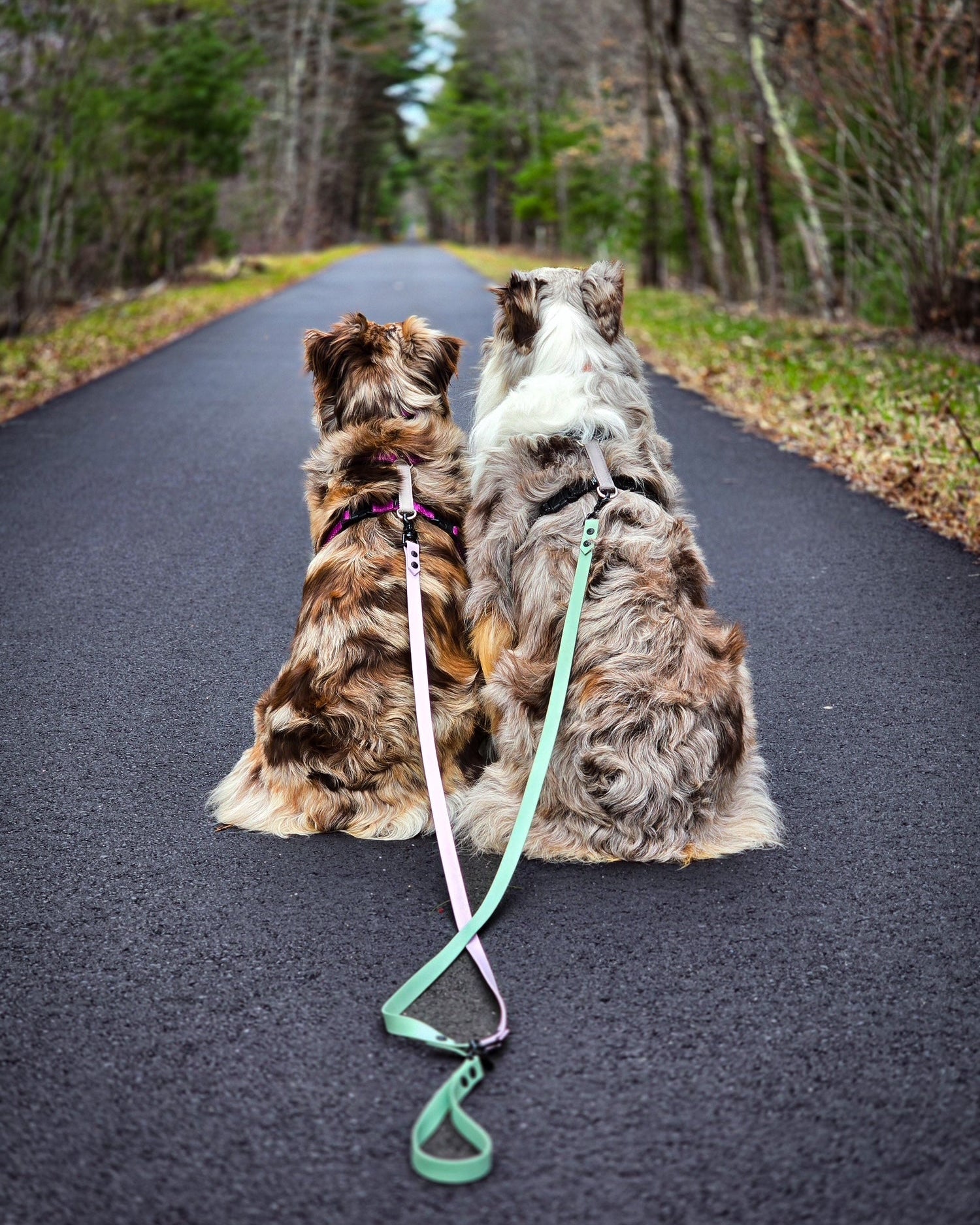 Two dogs on a two dog leash-splitter sitting on a road with trees in the background