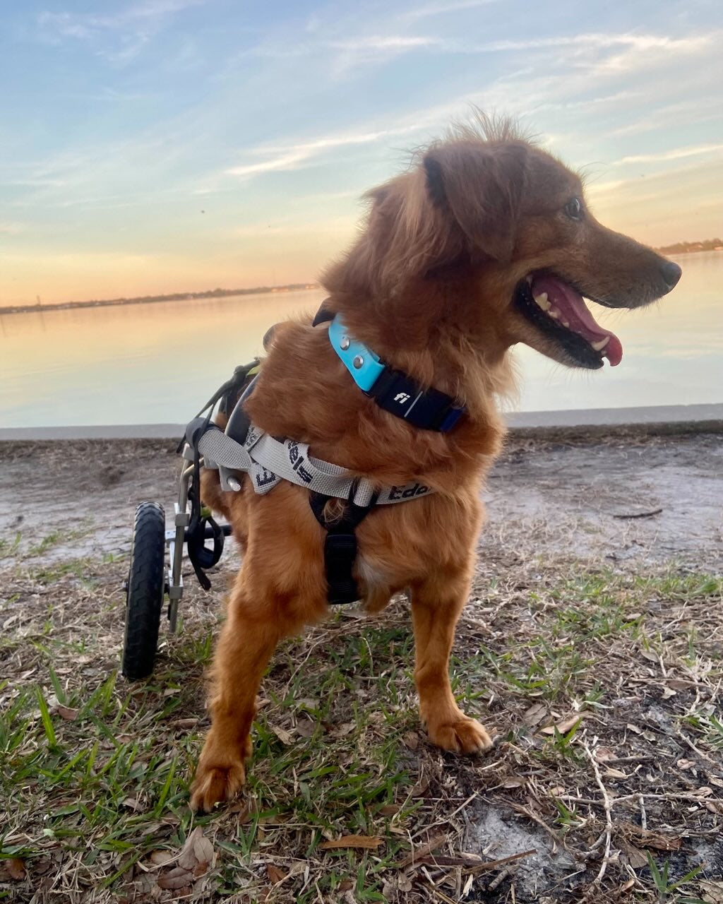 A orange/golden dog that has a wheelchair attachment standing in front of a body of water wearing a BioThane Fi collar.