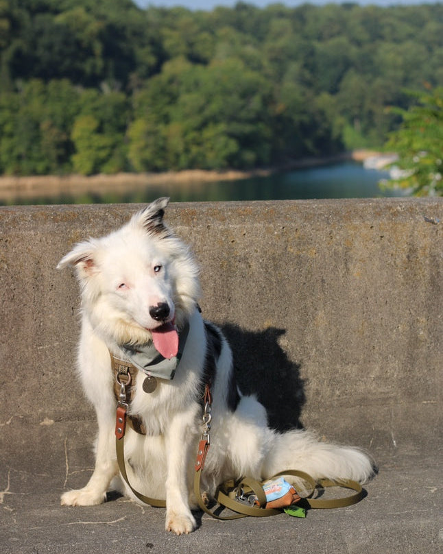 A white dog sitting against a wall on a concrete bridge. The dog has a vest and attached olive drab and chocolate brown multiway leash on made from BioThane.