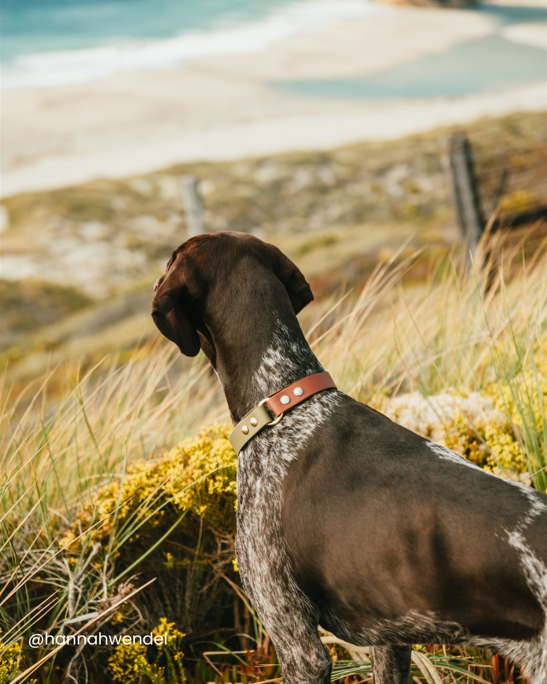 A brown and black dog standing in tall grass looking over the ocean. He has a BioThane collar on.