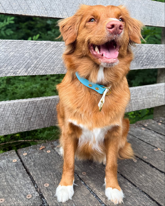 A Toller dog sitting on a weathered wooden bridge outdoors, wearing a Two-Tone Glacier Blue and Arctic White Slip Collar.