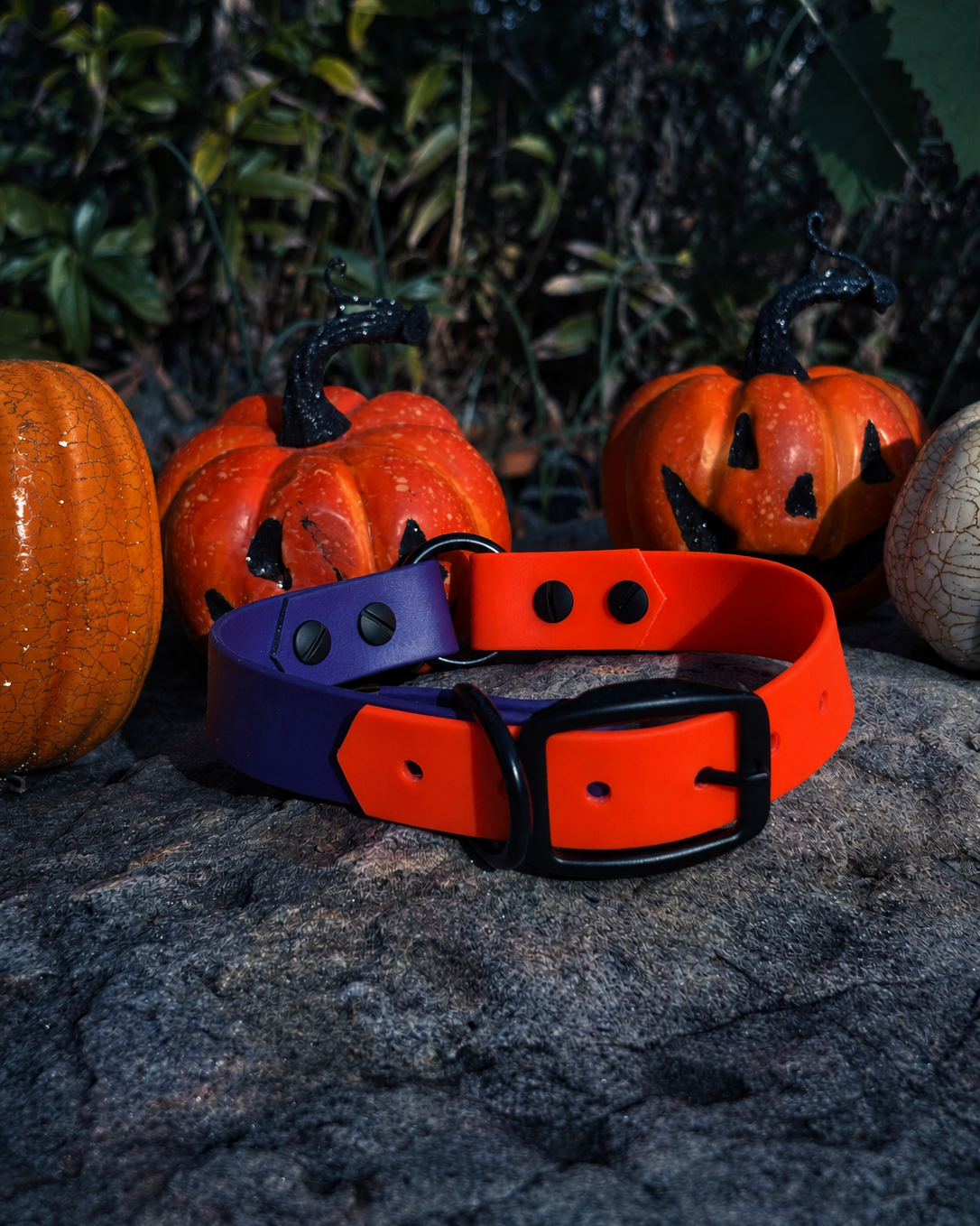 A Witching Hour Two-Tone Collar featuring Royal Purple and Blaze Orange BioThane sitting on a rock in front of decorative pumpkins