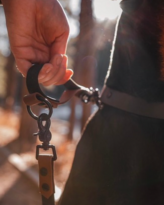 An owner grabbing their dog using a traffic handle which is essentially a mini-leash.