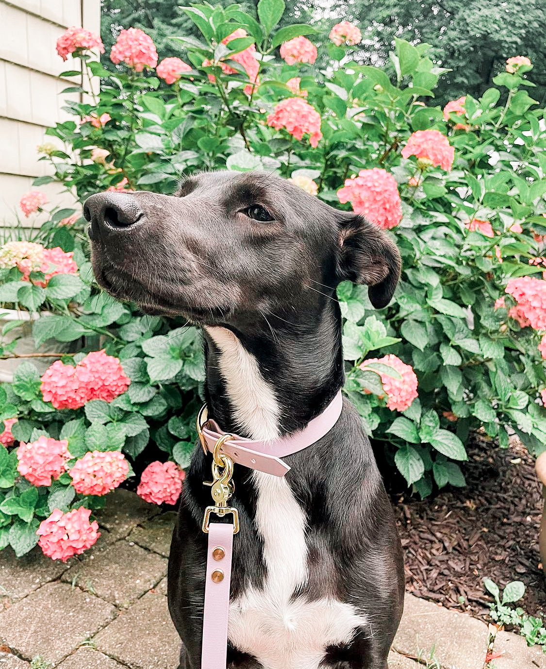 A black dog with a lilac leash and collar set with large pink flowers in the background.