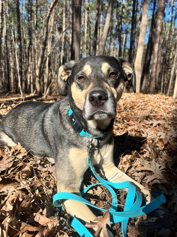 Black dog with blue Fi Collar in the woods