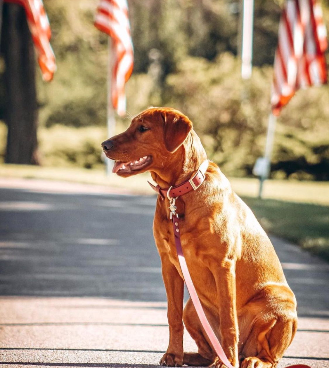 A brown dog with a merlot colored leash and collar set with American flags in the background.