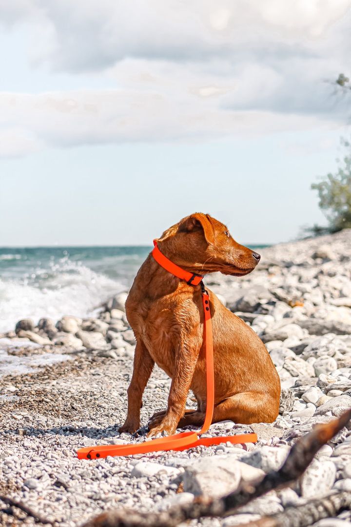 Brown dog with a orange collar and leash set on a rocky beach.