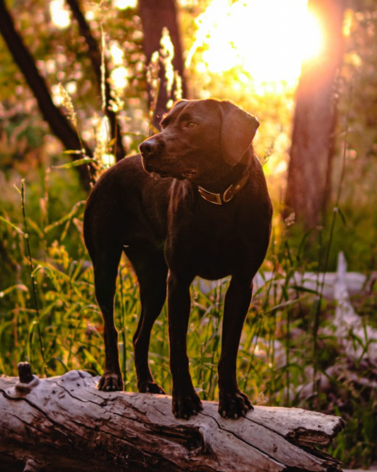 A chocolate lab standing on a log in the forest with soft sunlight. He is wearing a BioThane collar with gold buckle and D-ring.