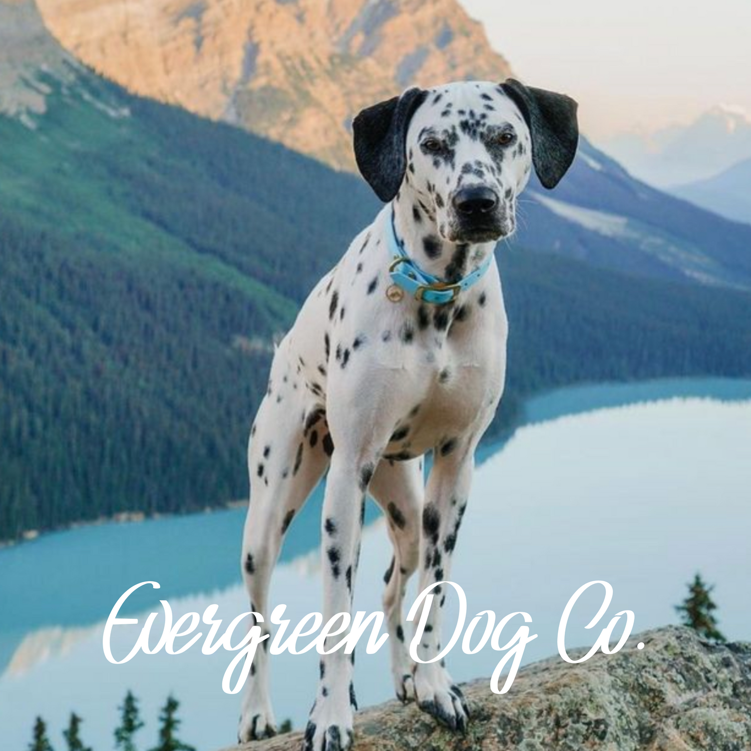 A dalmatian standing on a rock in front of a river with trees and mountains in the background wearing a blue BioThane collar.