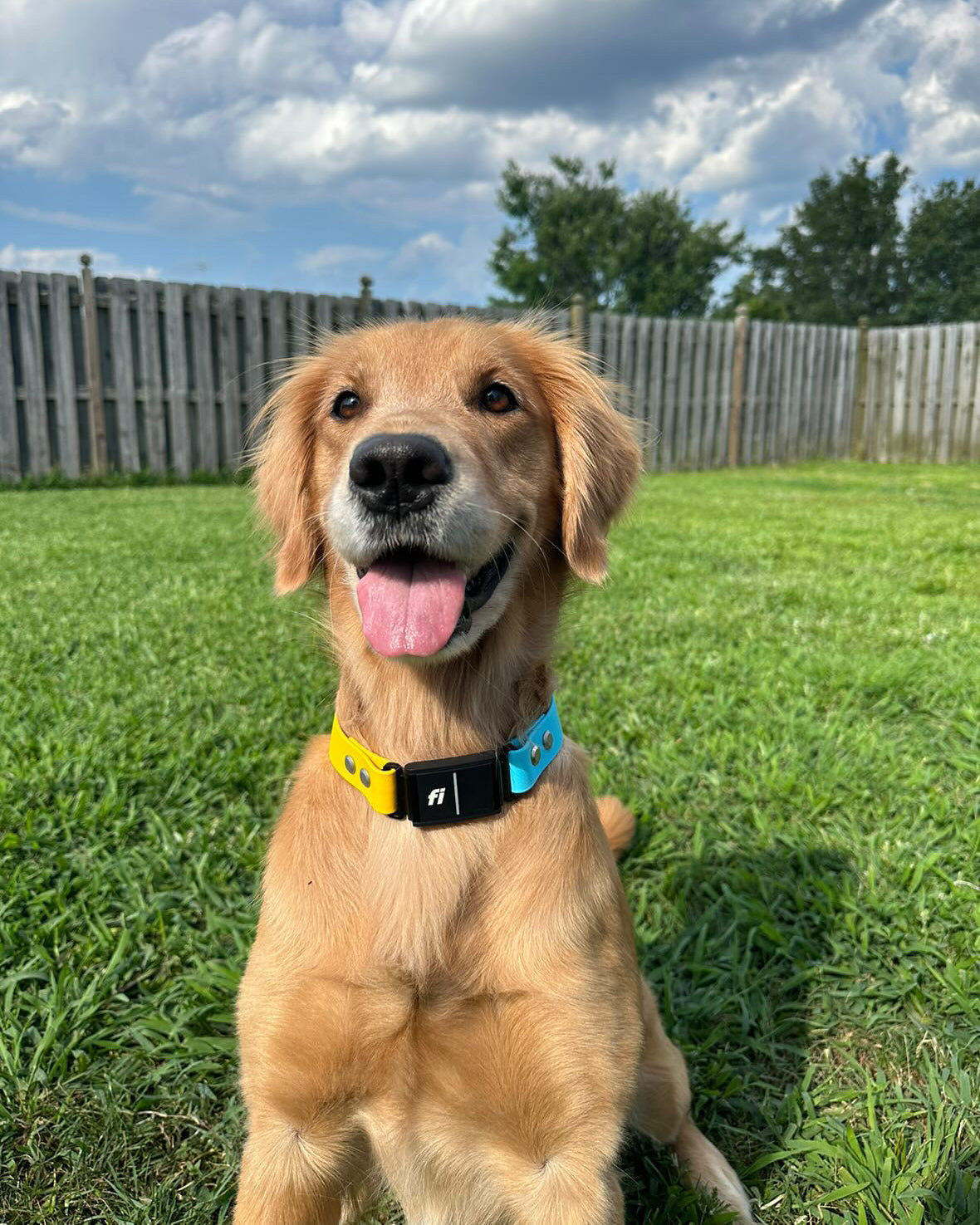 A golden dog sitting in a yard with a fence in the background wearing a yellow and blue Fi dogs collar.