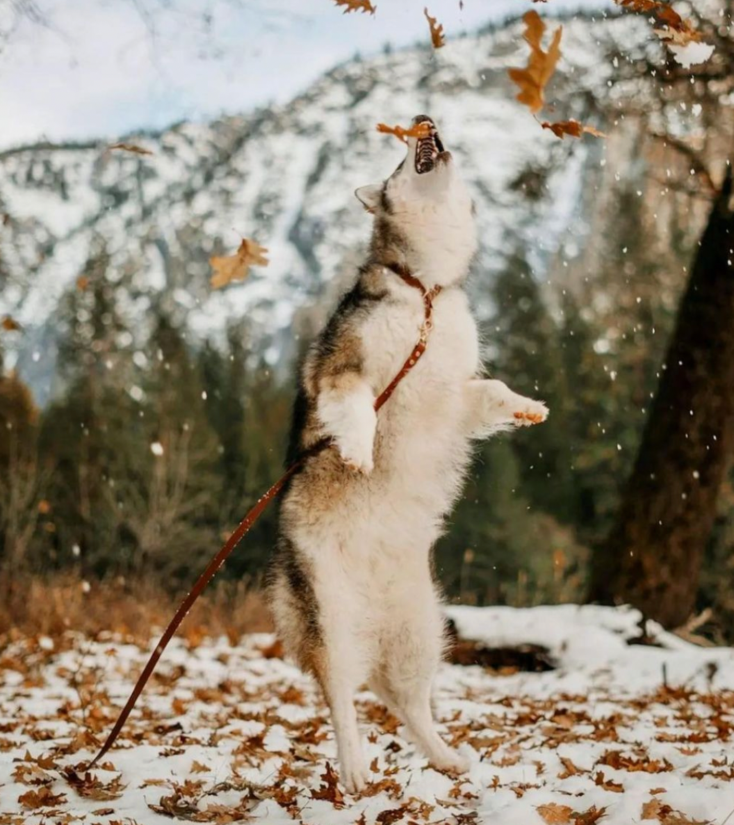 A dog jumping and looking vertically as leaves fall around them. There are mountains in the background and the dog is wearing a brown BioThane leash.