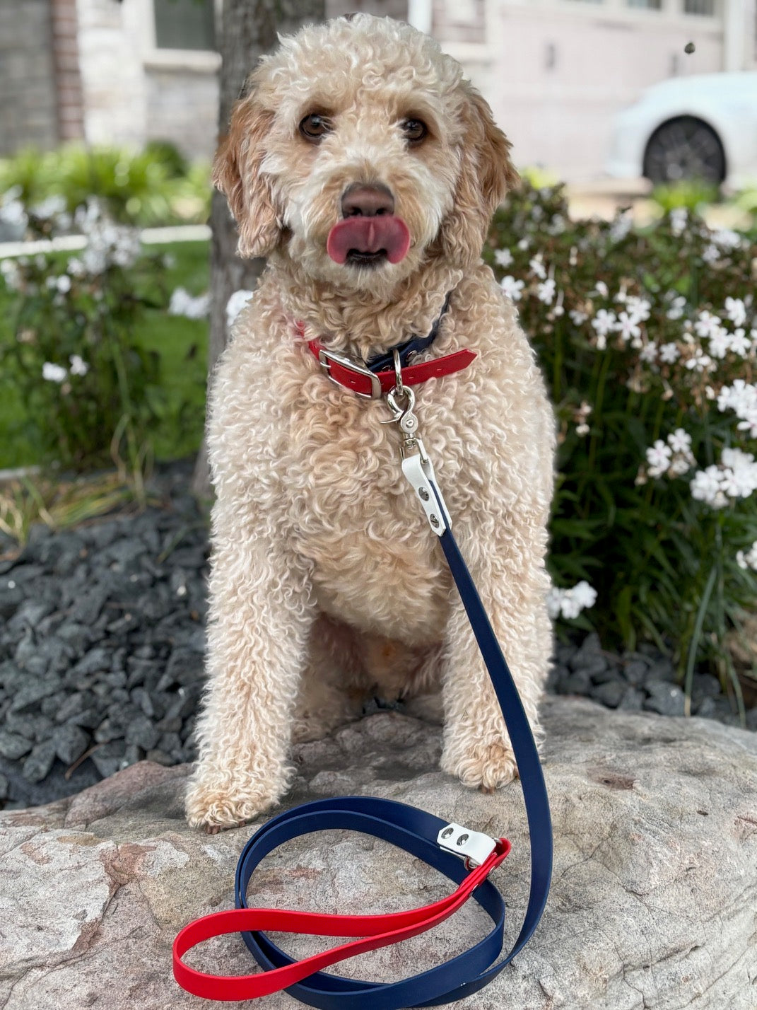 A doodle sitting on a rock with flowers in the background wearing a red, white and blue collar and classic leash. The leash and collar are made from BioThane. 