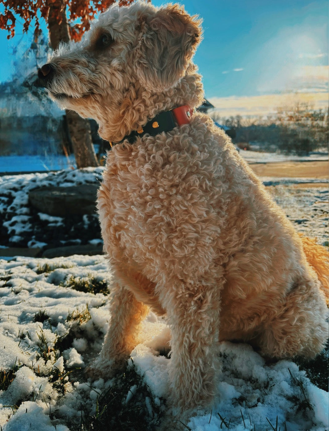 Ted in his Christmas Cookie dog collar