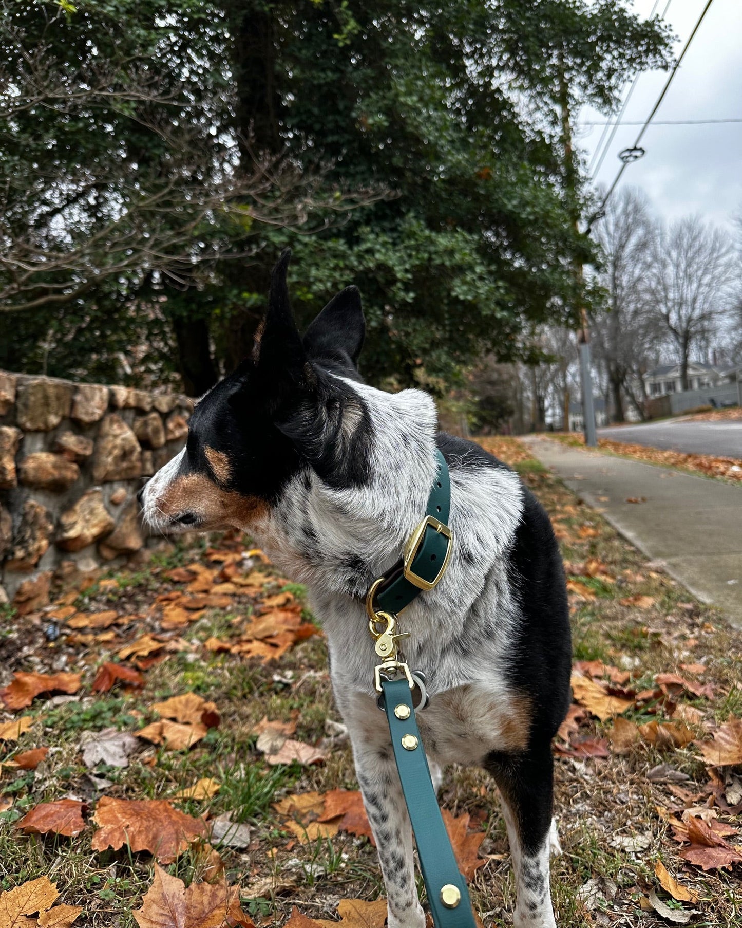 A white and black dog near a path looking at a stone wall with their face turned from the camera. The dog is wearing an Evergreen colored BioThane leash and collar set.