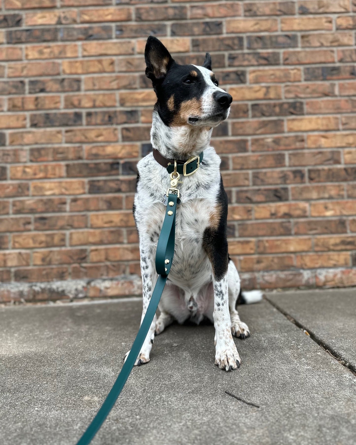 A black and white dog sitting on concrete with it's back facing a brick wallwall. The dog is wearing a waterproof multiway leash and collar set.