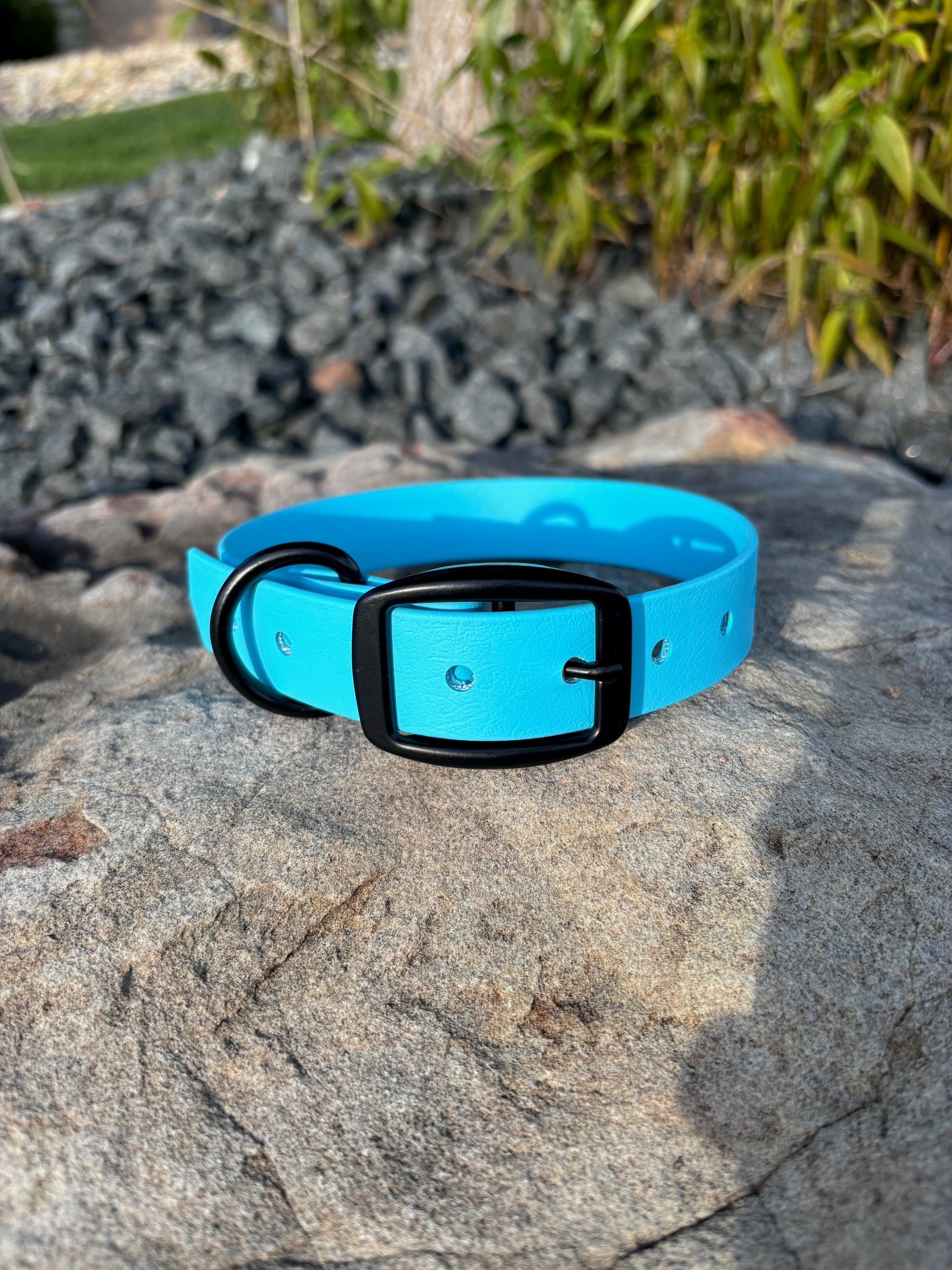 A Glacier Blue classic collar with black hardware is sitting on a rock on a sunny day.