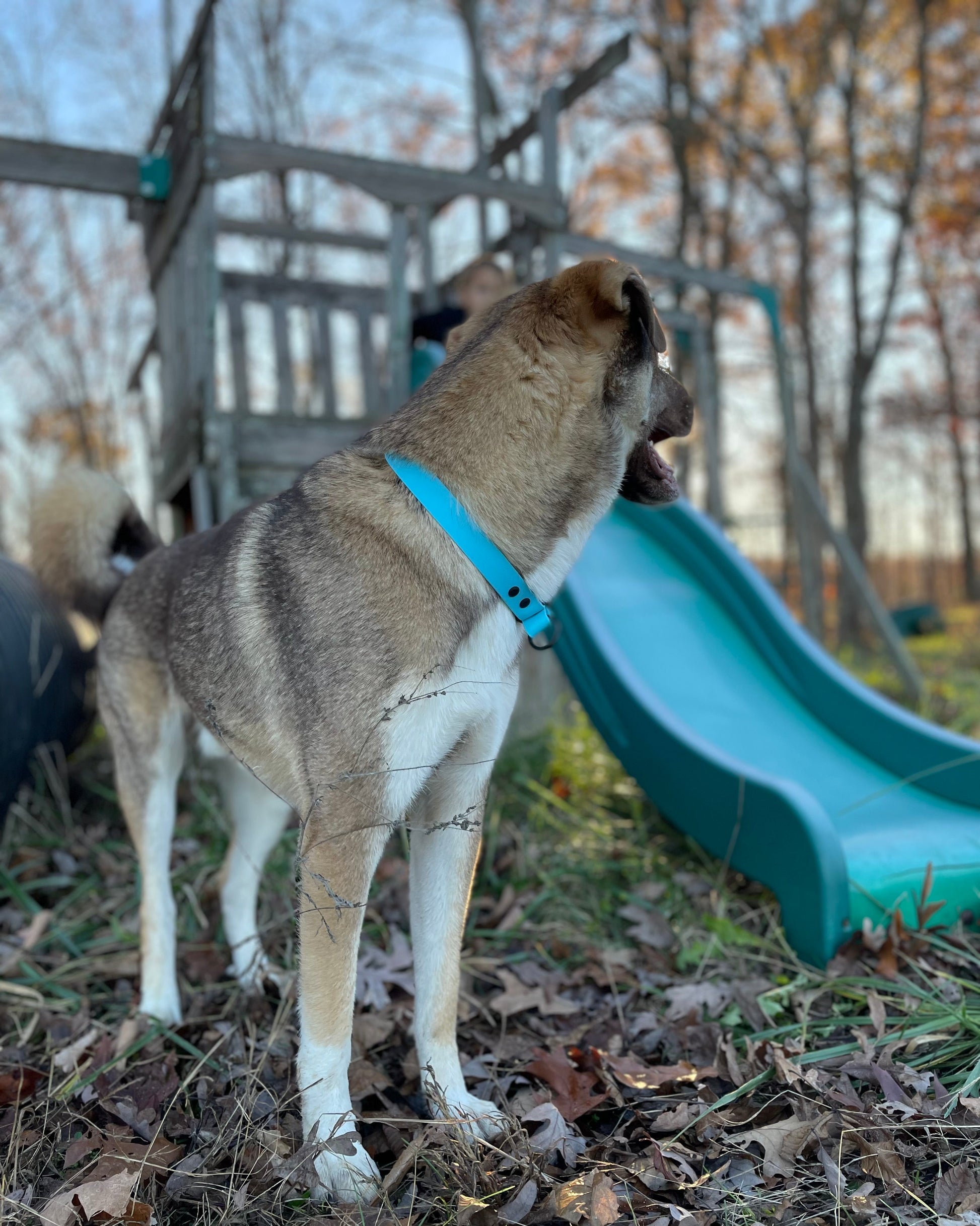 A brown dog in front of a playground set wearing a glacier blue waterproof slip collar. The playground set has a green slide and the background are bare trees.