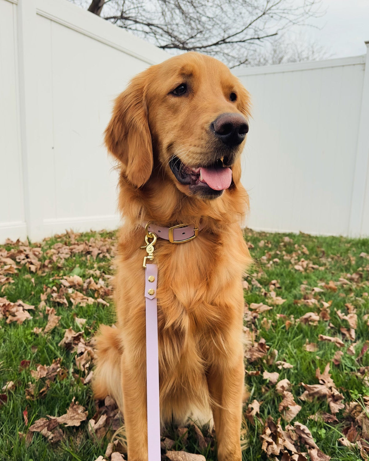 A golden retriever in a back yard with a lilac colored BioThane leash and collar