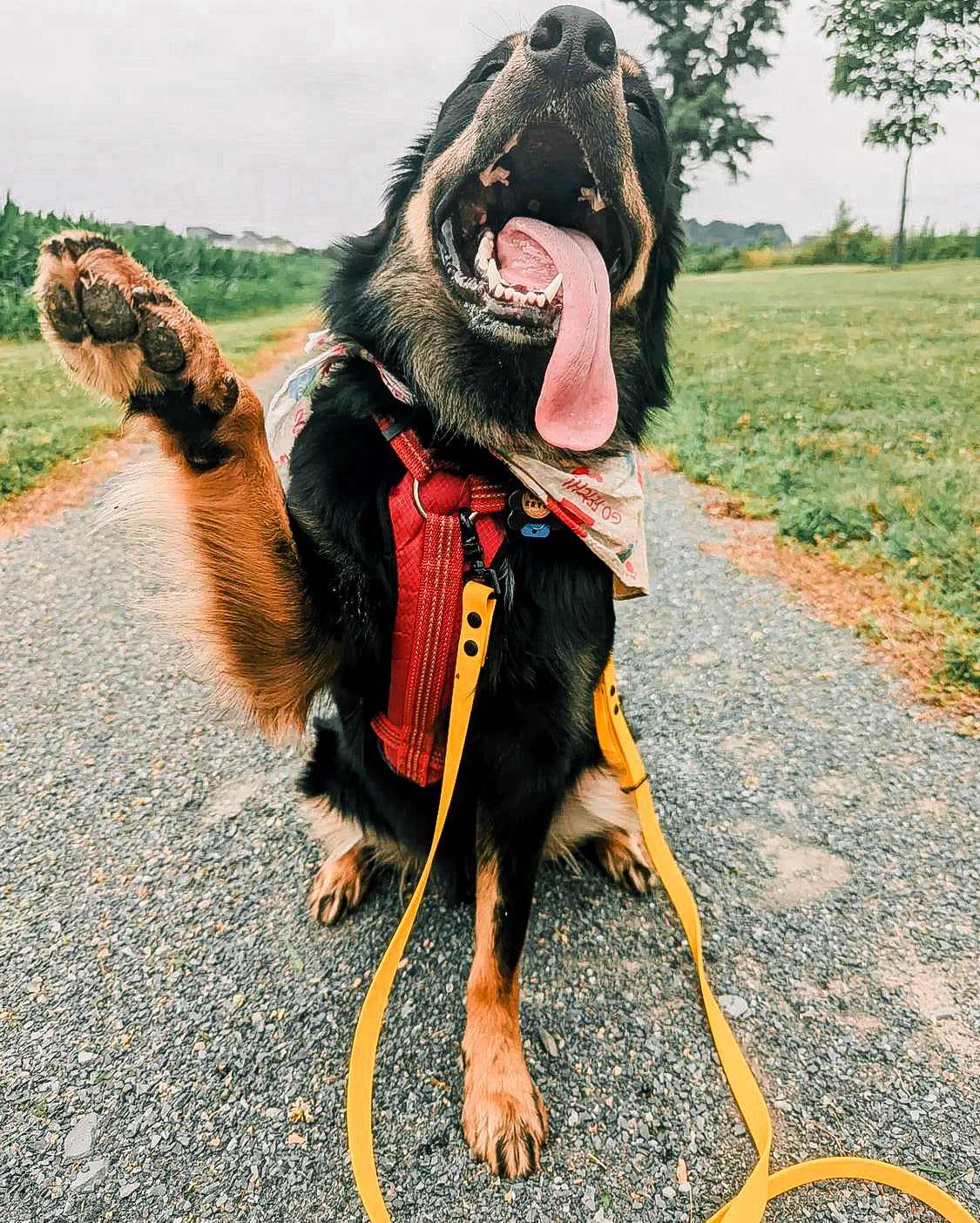 Black and brown dog with it's mouth open and tongue out with a yellow BioThane leash.