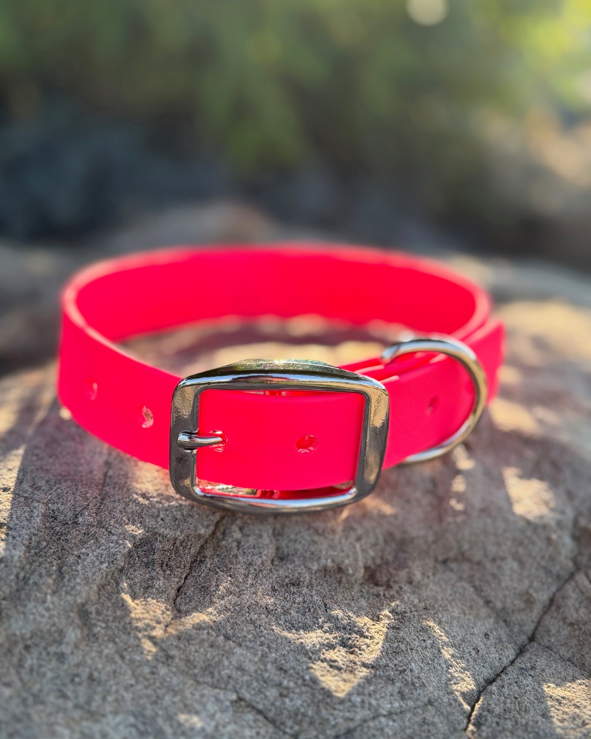 A hot pink classic collar sitting on a rock with the sun shining.