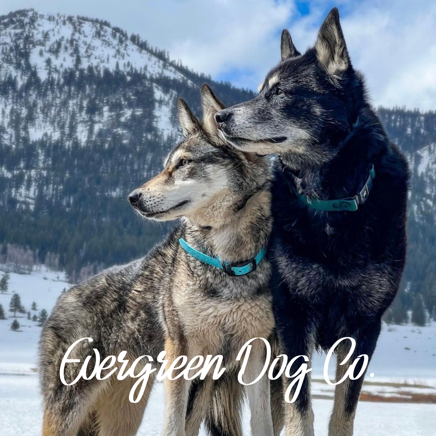 Two huskies side by side staring to the left in front of rolling hills with snow on the ground. They are wearing blue Fi collars. 