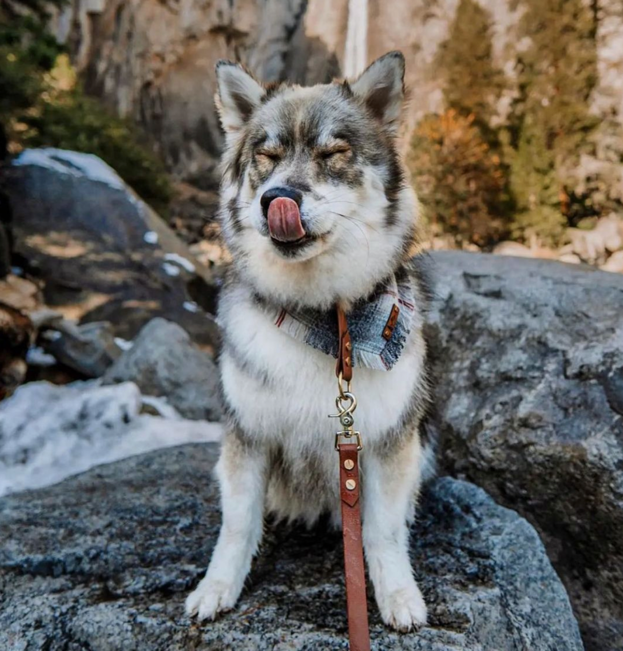 A husky sitting on a rock with a brown BioThane leash.