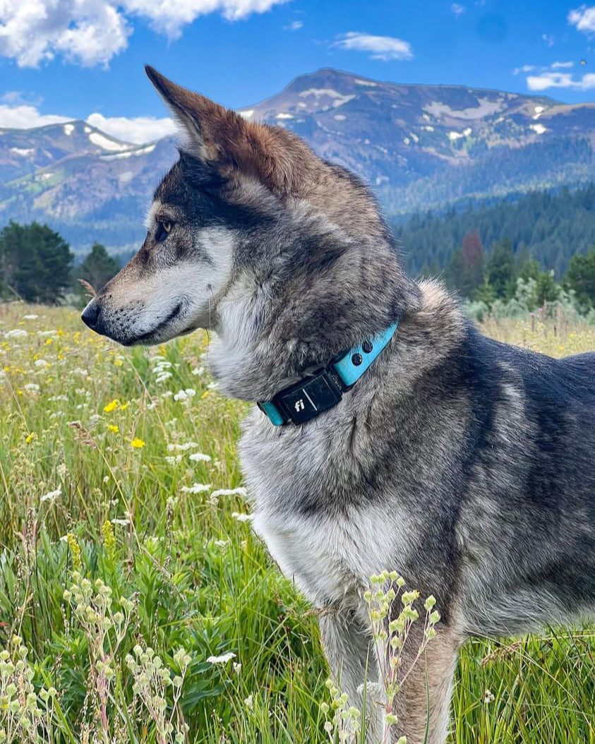 A husky in a meadow with mountains in the background. The husky is wearing a blue Fi collar.