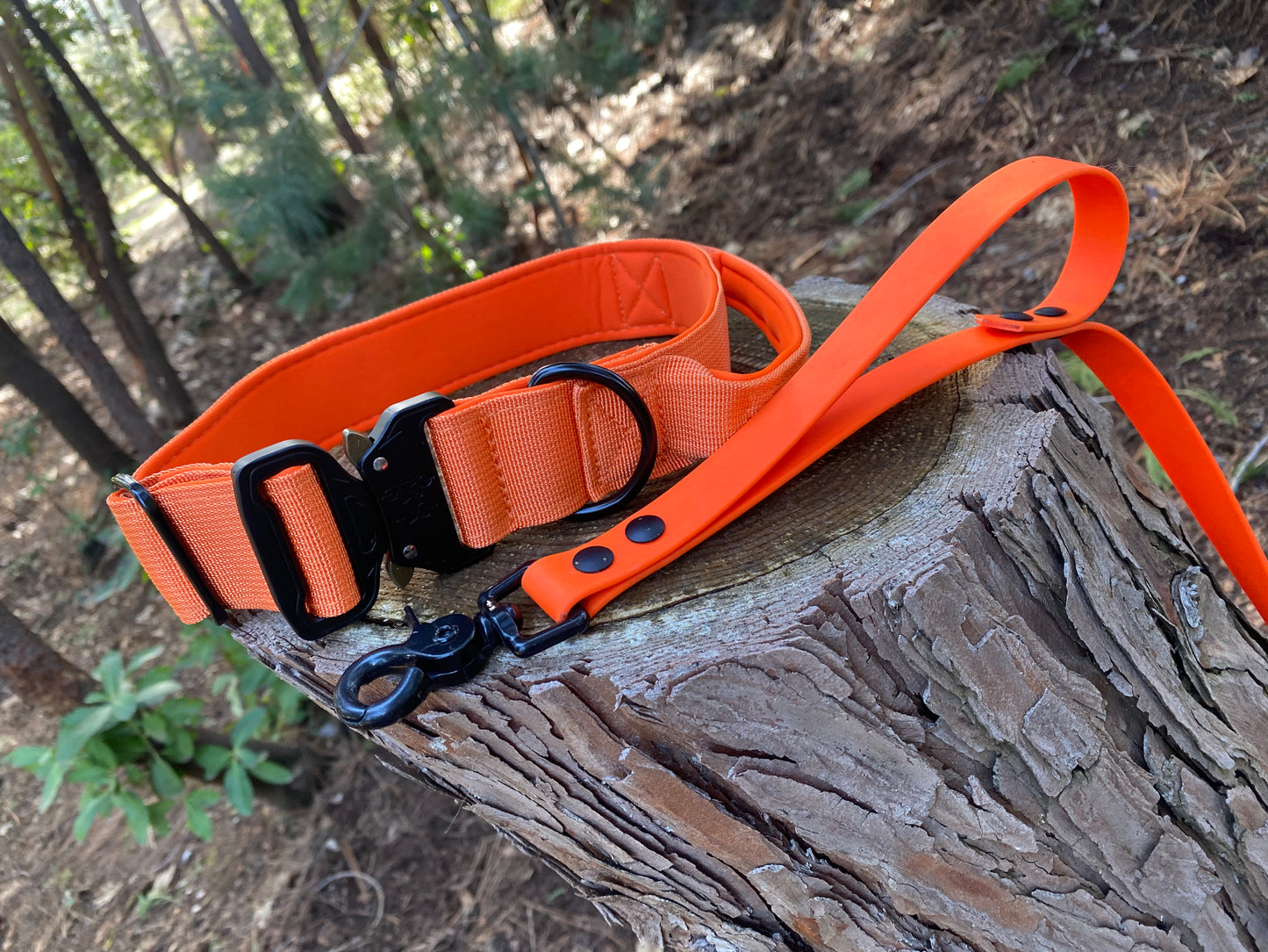 Orange cobra style dog collar and orange leash with an attached traffic handle on a stump in the woods.