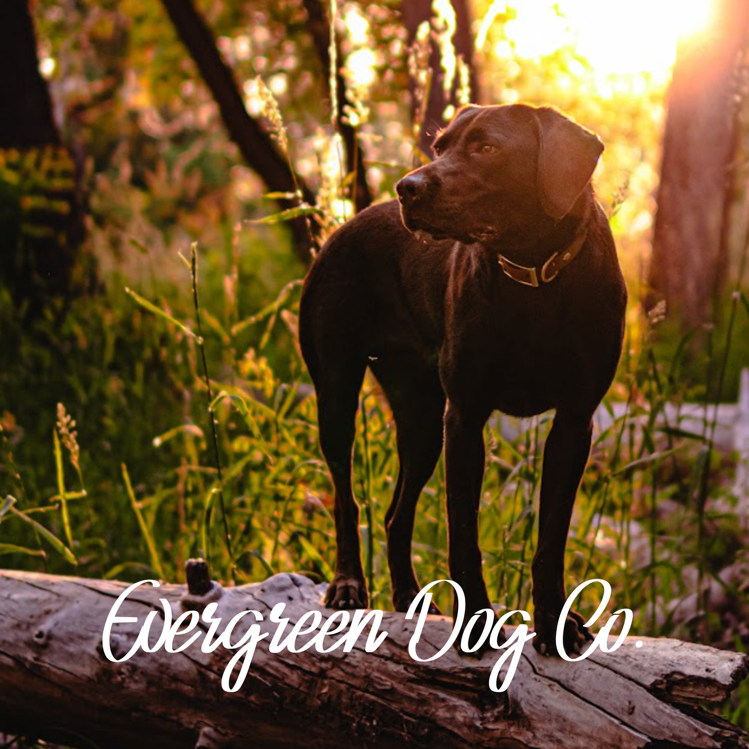 A Labrador Rtriever standing on a log in the woods with soft sunlight behind it. There is wording under the dog stating "Evergreen Dog Co."