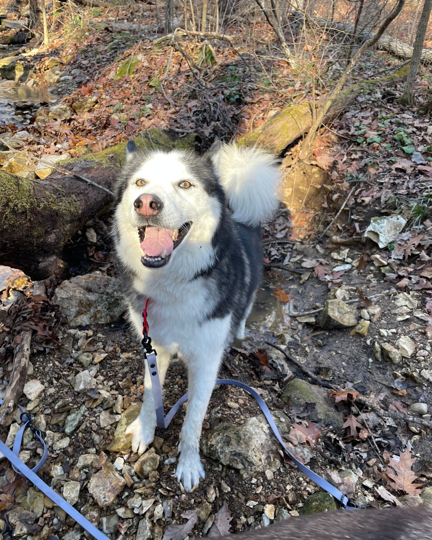 A happy husky in the woods wearing a stormy grey multiway leash made from BioThane.