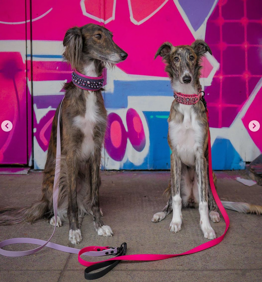 Two dogs with bedazzled collars and matching lilac and hot pink leashes.