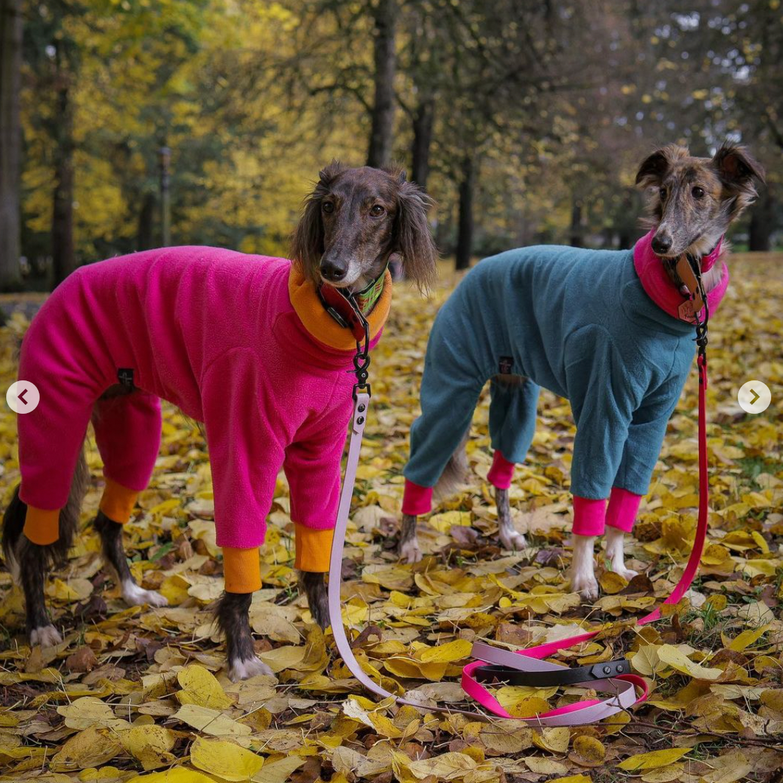 Two dogs in sweaters. One wearing a pink and orange sweater with lilac leash. Other is wearing a blue and pink sweater with pink leash.