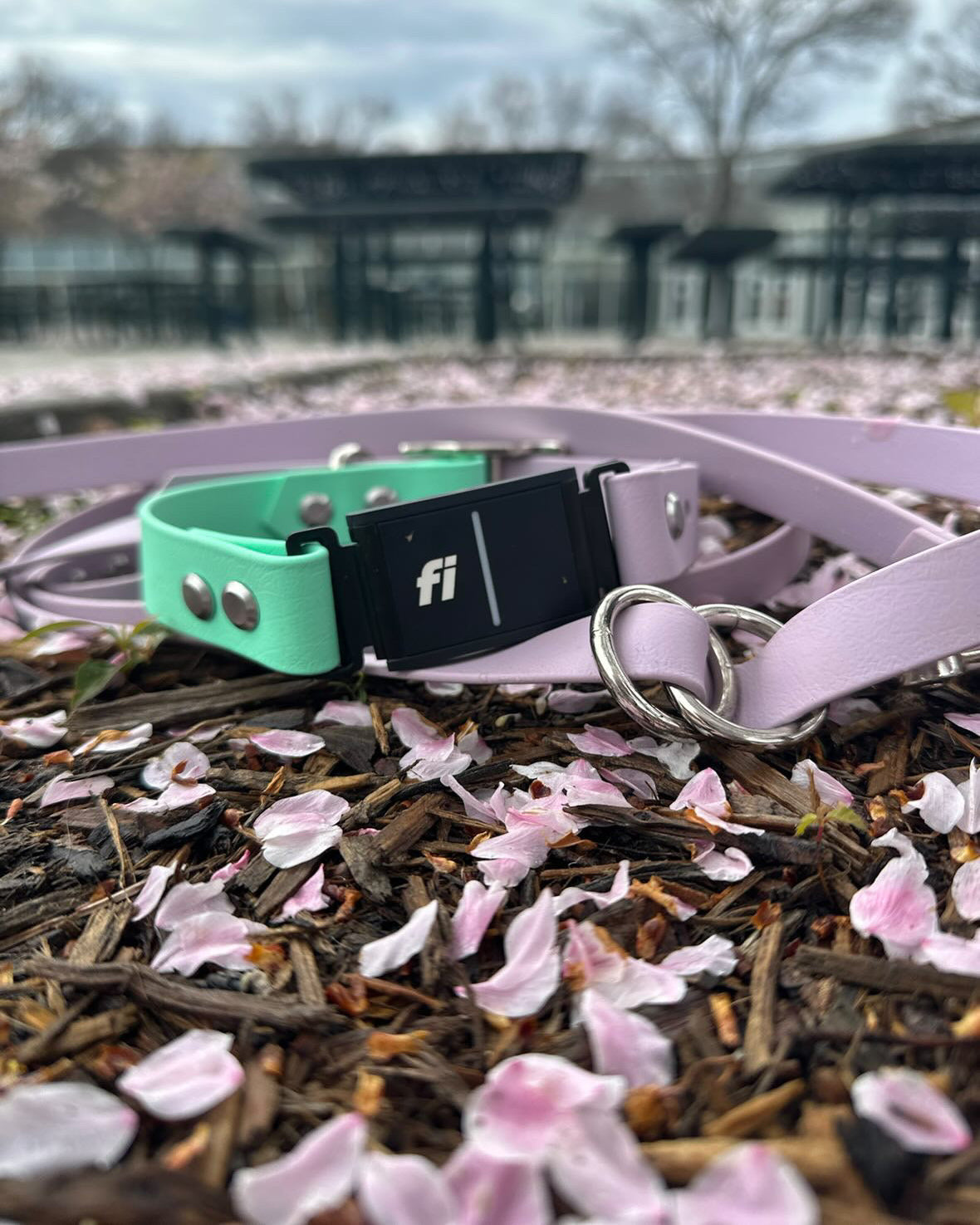 A sage green and lilac Fi dogs collar laying on mulch with a Lilac leash placed behind it.